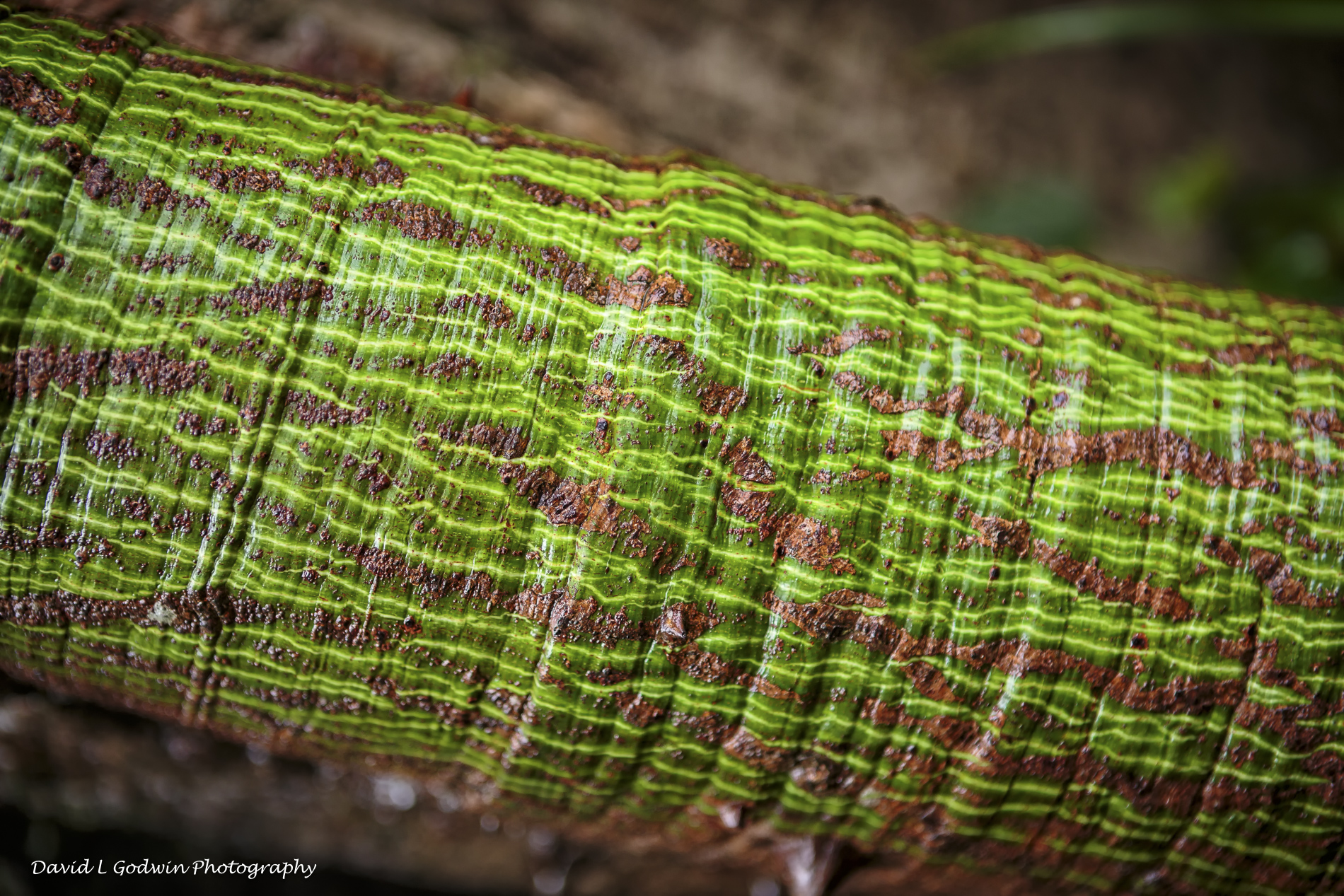 Hilo Botanical Gardens David L Godwin Photography