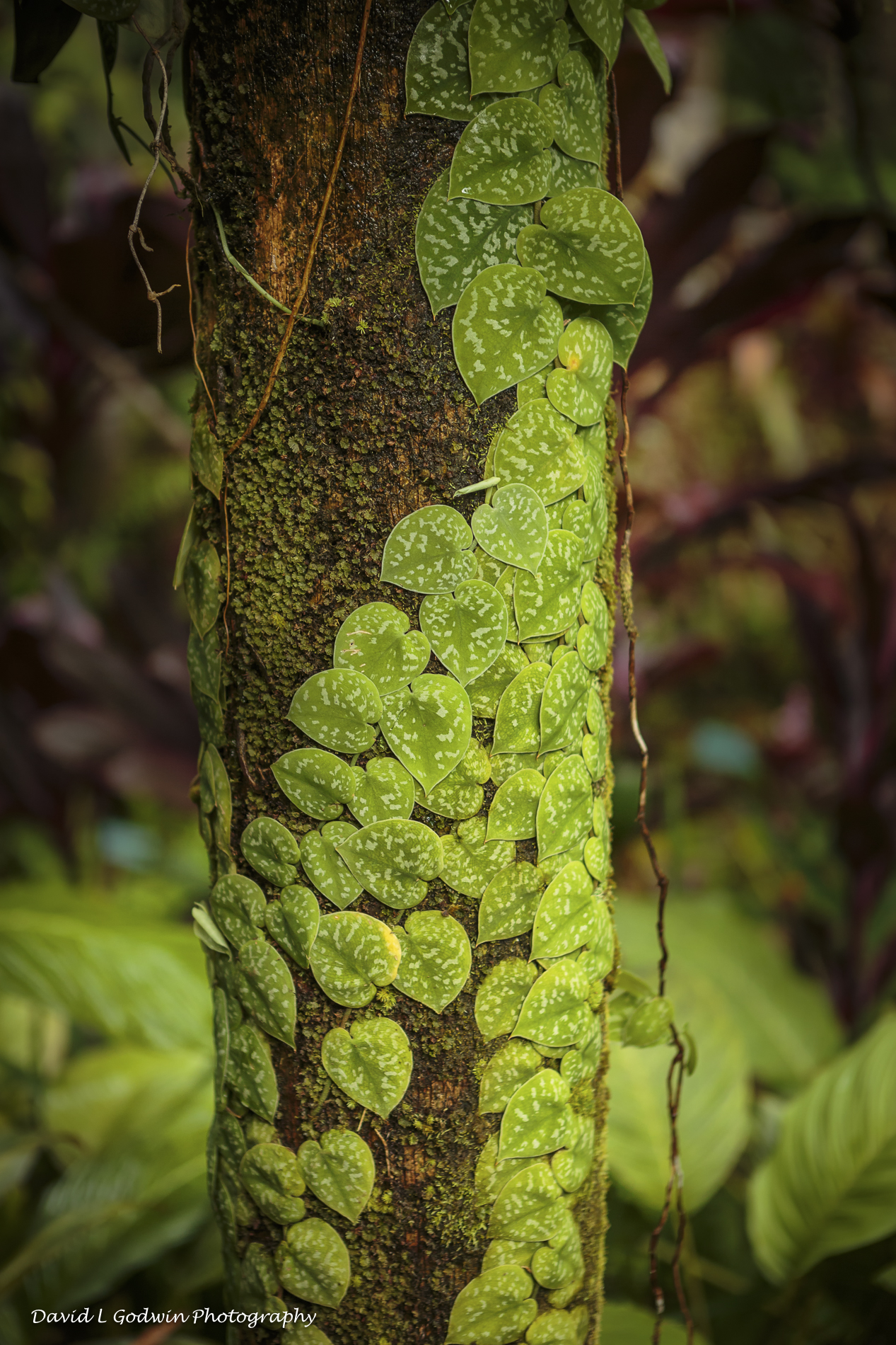 Hilo Botanical Gardens David L Godwin Photography